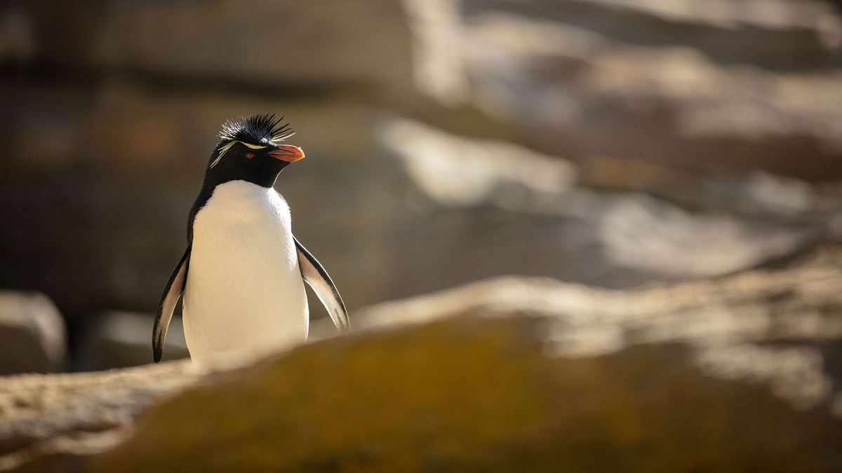 unglaubliche tierwanderungen