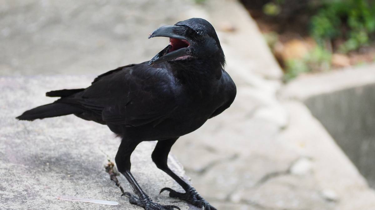animal mysteries - unglaubliches tierverhalten