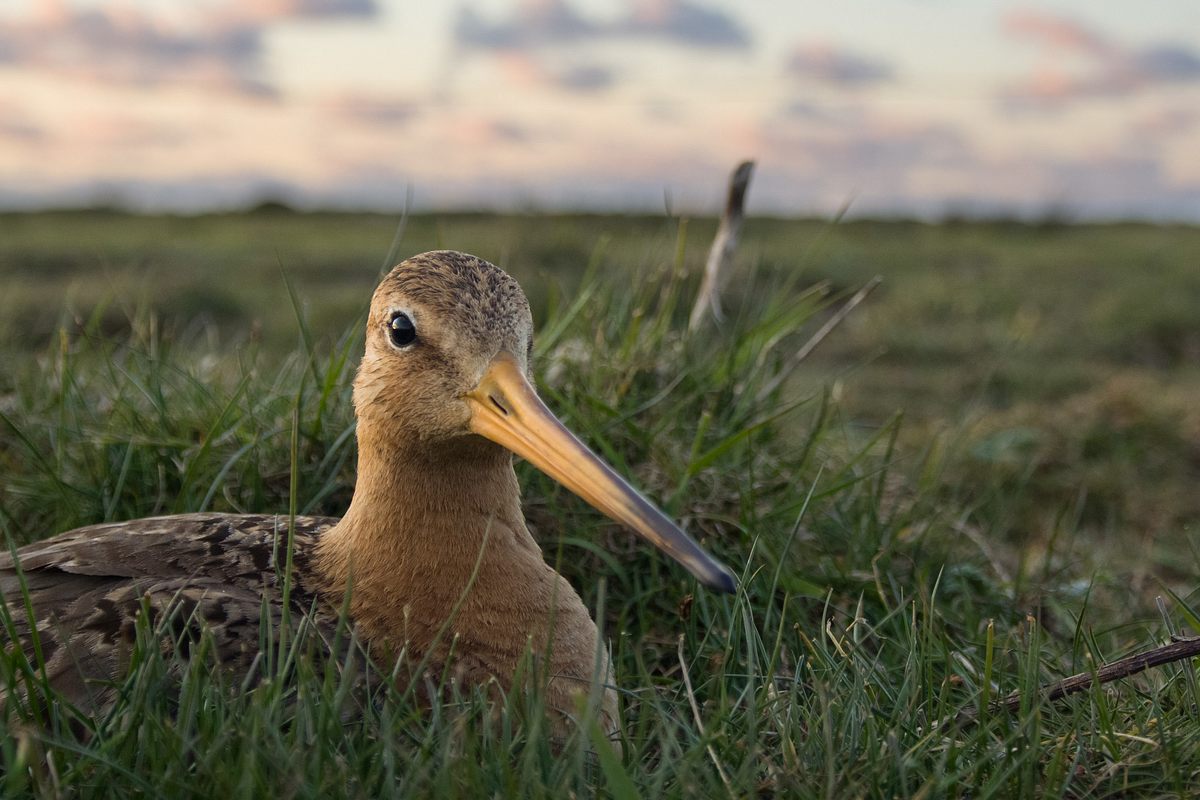 die ostfriesischen inseln - geboren aus sand