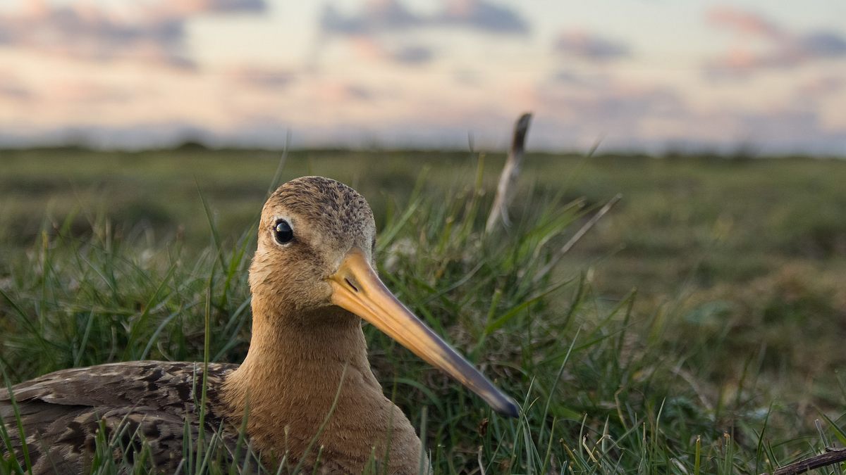 die nordfriesischen inseln - im griff der naturgewalten