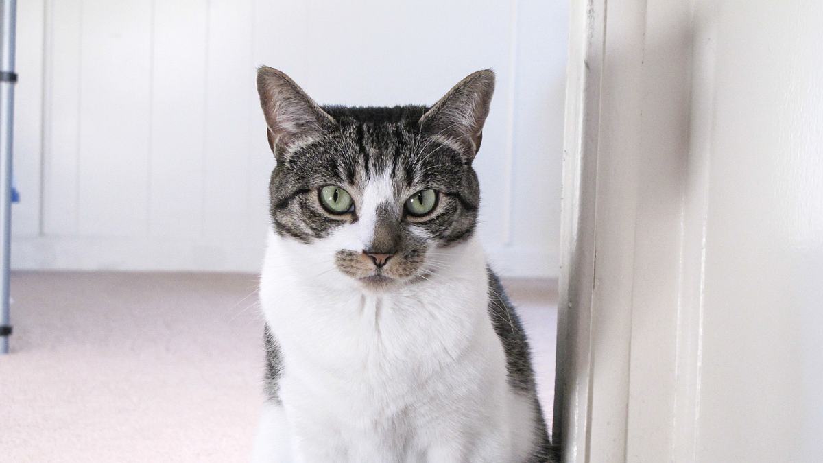 der katzenflüsterer