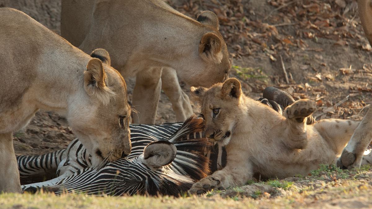 afrikas tödlichste jäger
