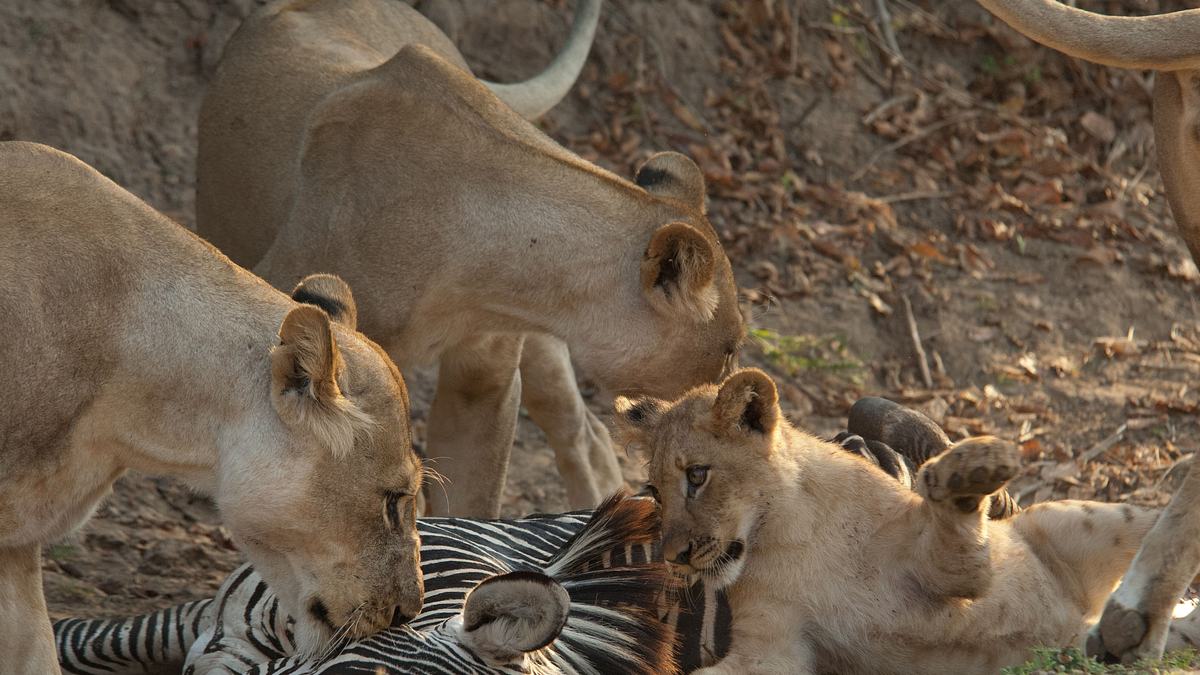 afrikas tödlichste jäger