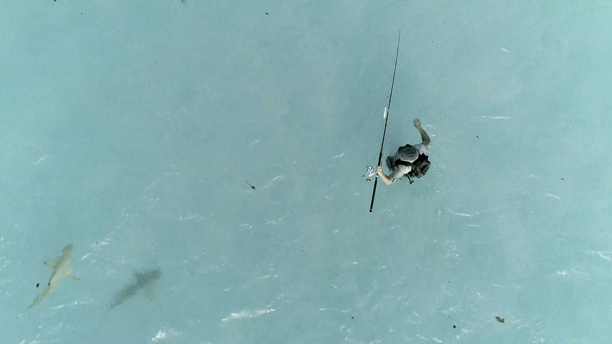 giganten unter wasser - riesenfischen auf der spur