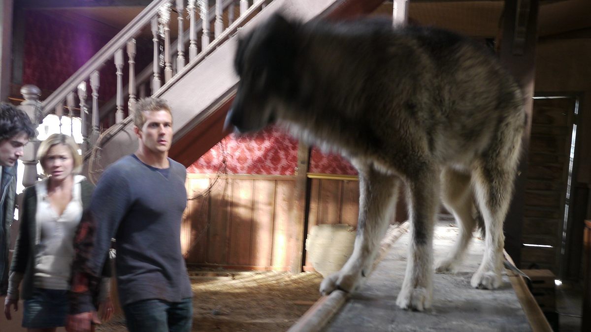 wolf town