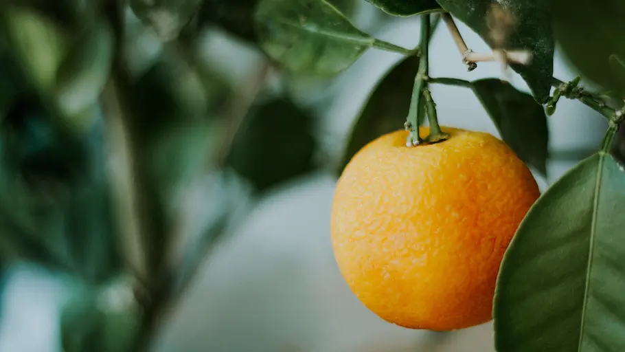 Orangen - Genuss mit Beigeschmack orangen - genuss mit beigeschmack
