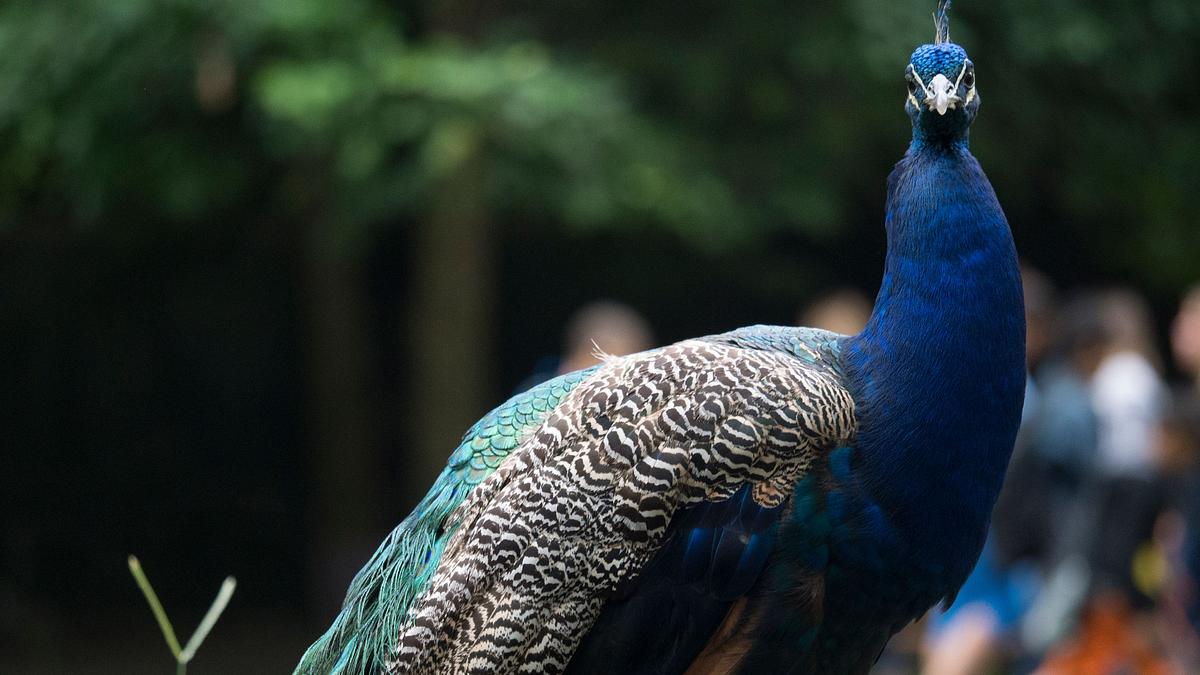 bronx zoo - tierpark der superlative