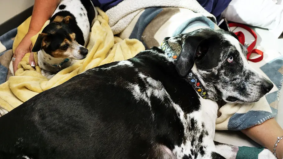 Die Tierärzte von Houston die tierärzte von houston