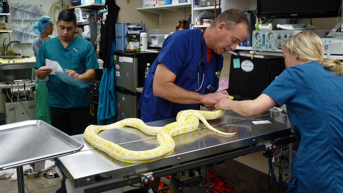tierarzt dr. jeff
