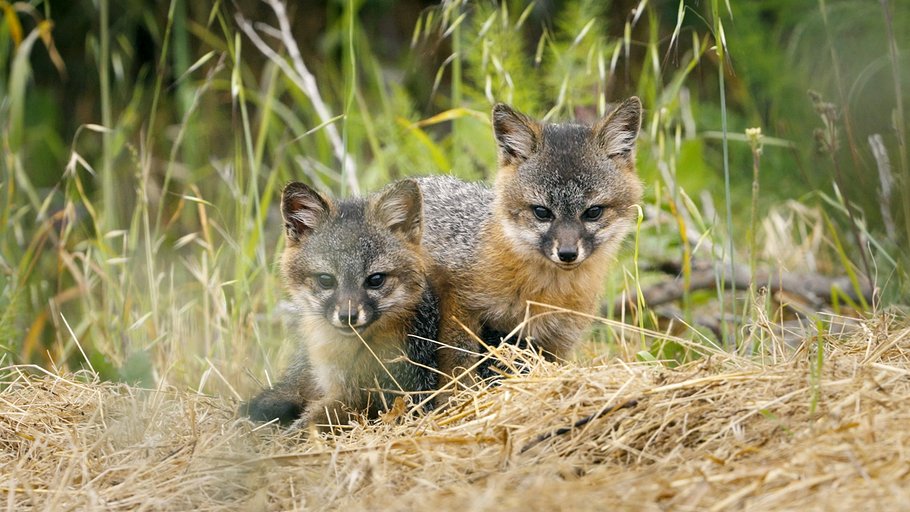 wie der graufuchs seine insel rettete