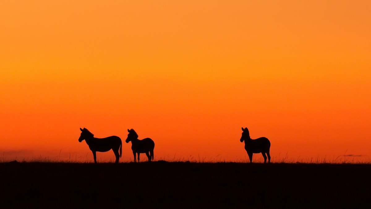 Animal Mysteries - Unglaubliches Tierverhalten animal mysteries - unglaubliches tierverhalten