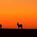 Animal Mysteries - Unglaubliches Tierverhalten Thumbnail