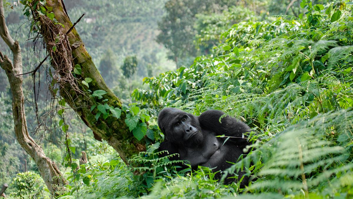 afrikas wilde wunderwelt