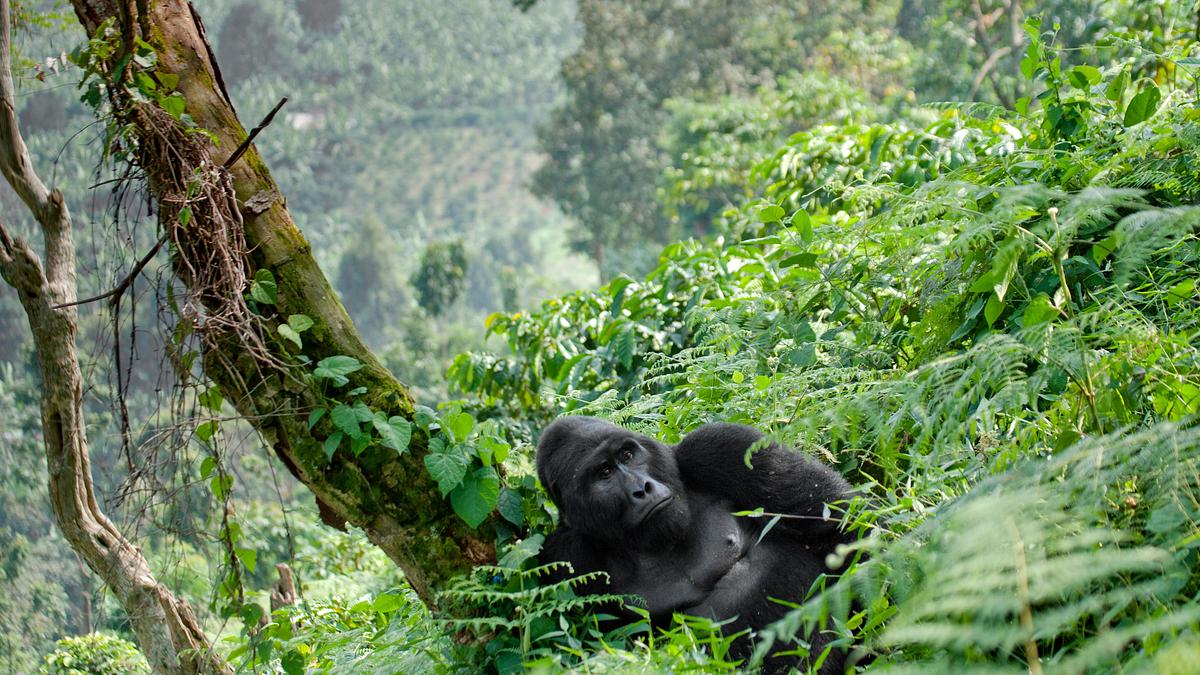 afrikas wilde wunderwelt