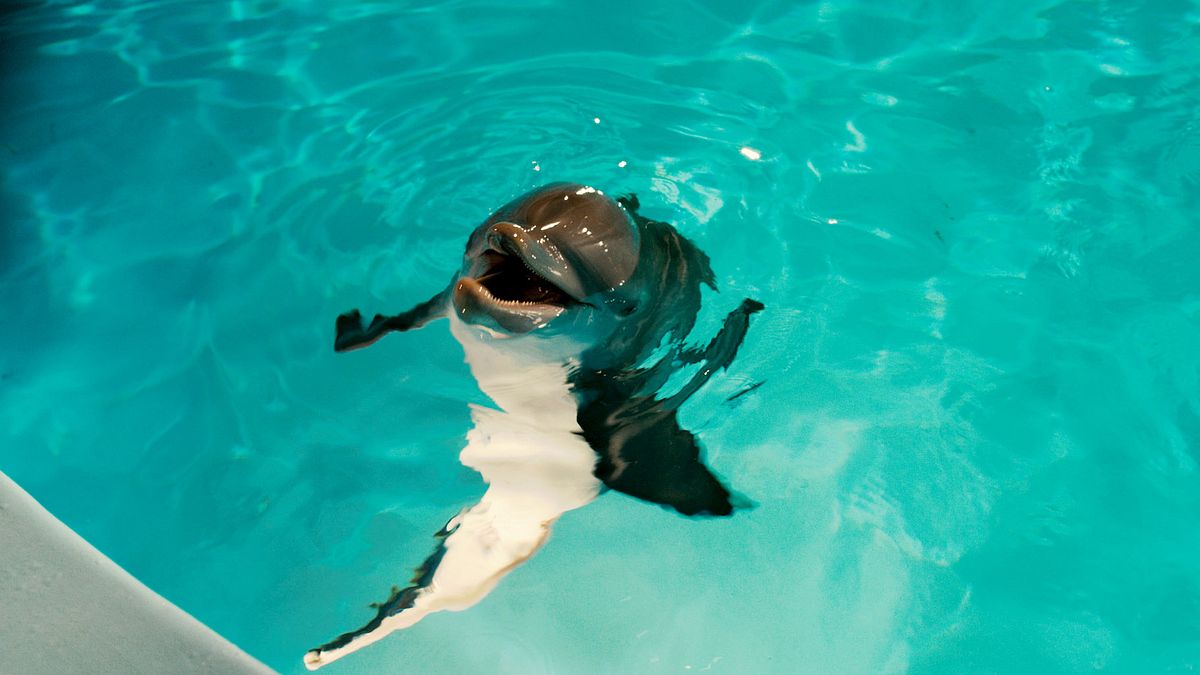 mein freund, der delfin