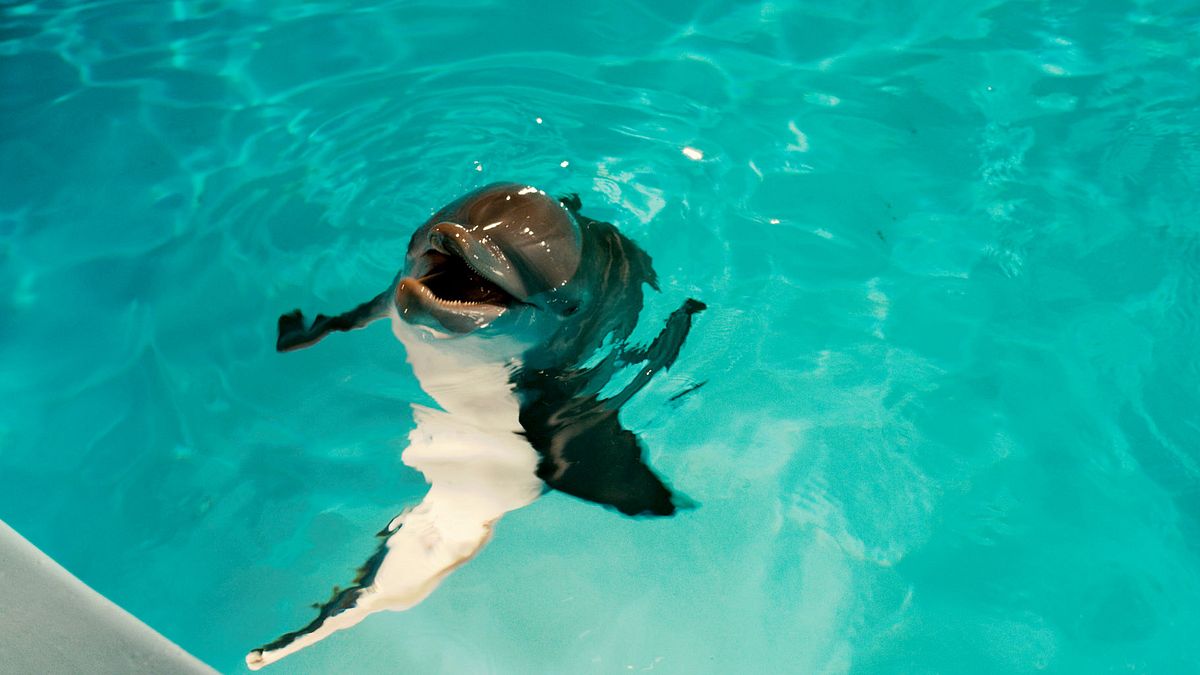 mein freund, der delfin