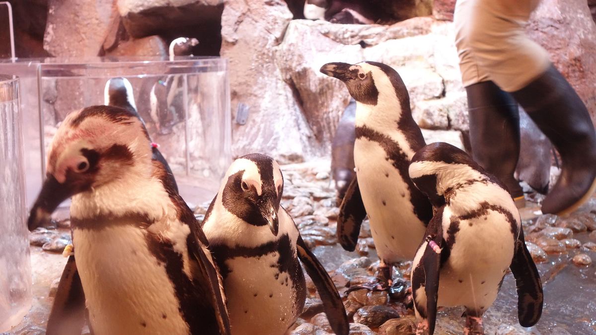 das atlanta-aquarium