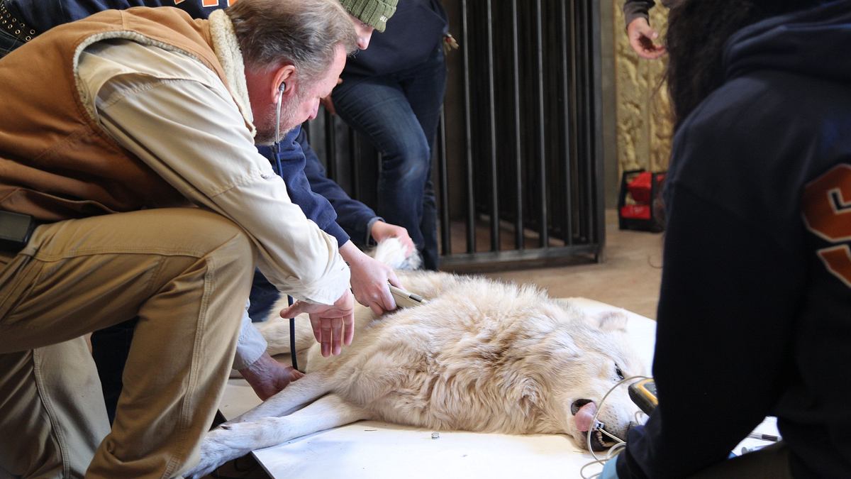 dr. ole: tierarzt im einsatz