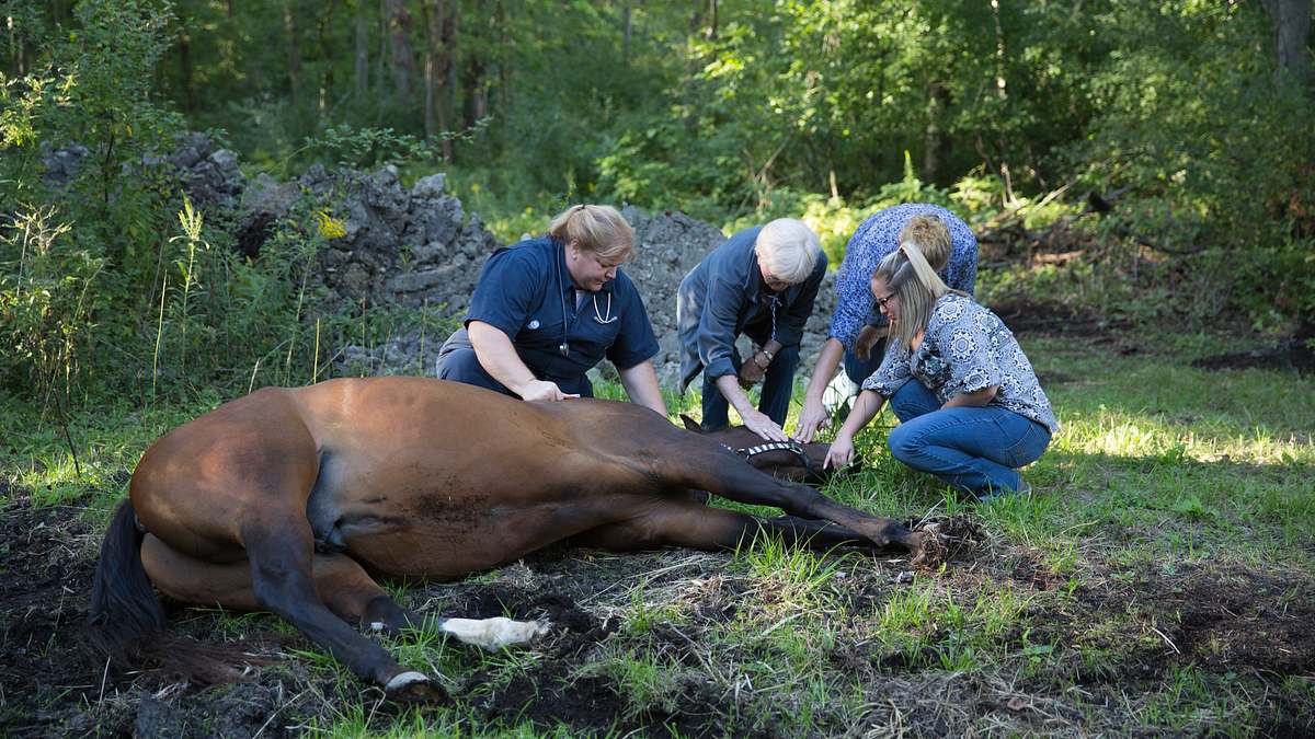 der unglaubliche dr. pol