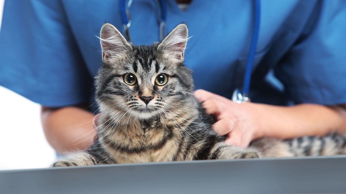 tierarzt dr. jeff