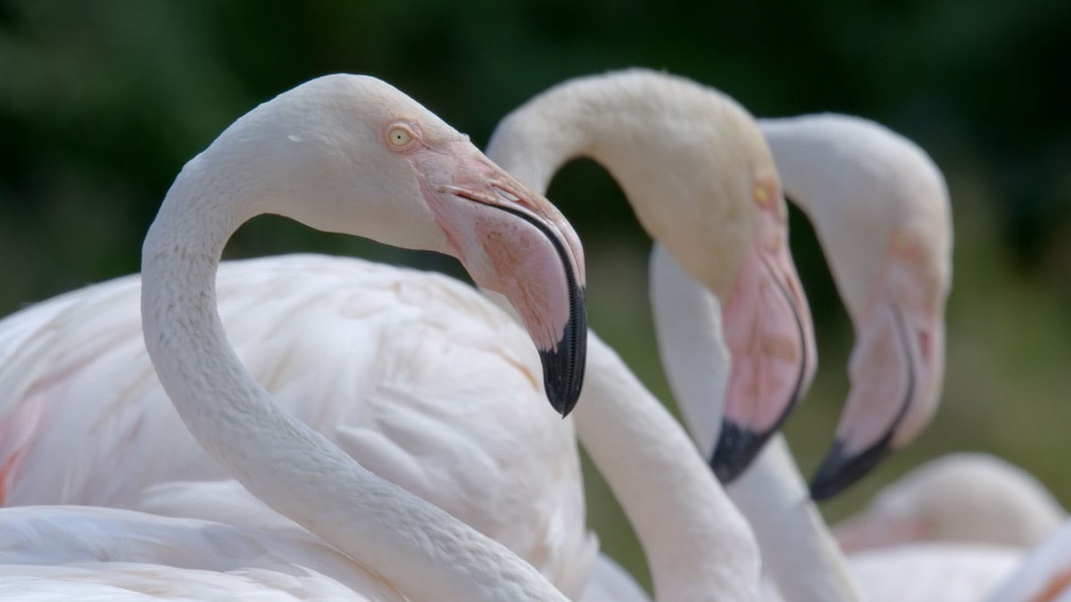 die sprache der tiere