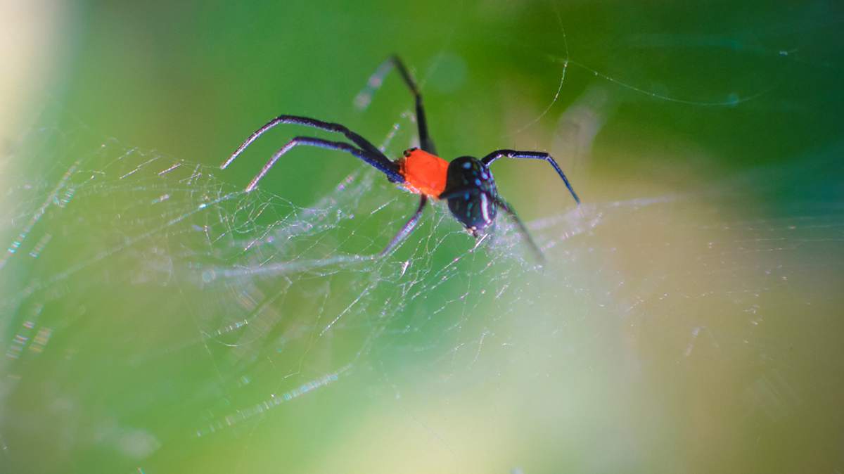 die superkräfte der tiere