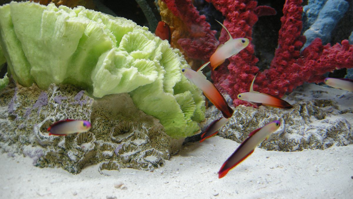 fish tank kings - gigantische wasserwelten
