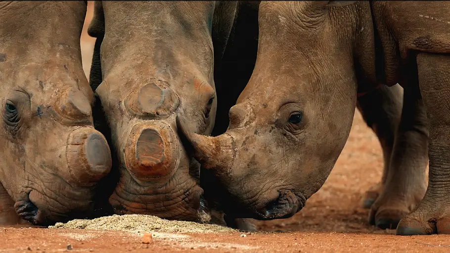 Wildlife Crime - Milliardengeschäft Tierhandel wildlife crime - milliardengeschäft tierhandel