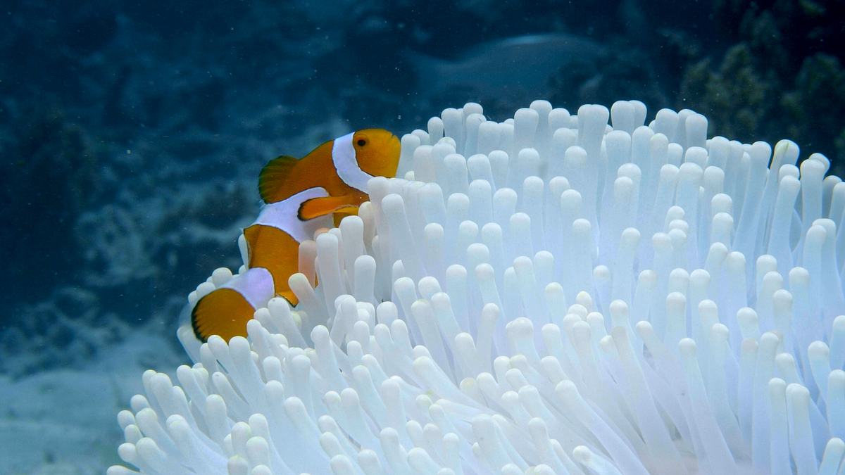 into the blue - indonesiens unterwasserparadiese