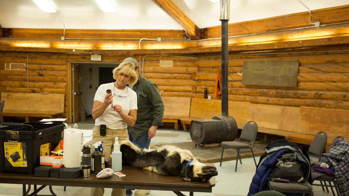 dr. dee: tierärztin in alaska