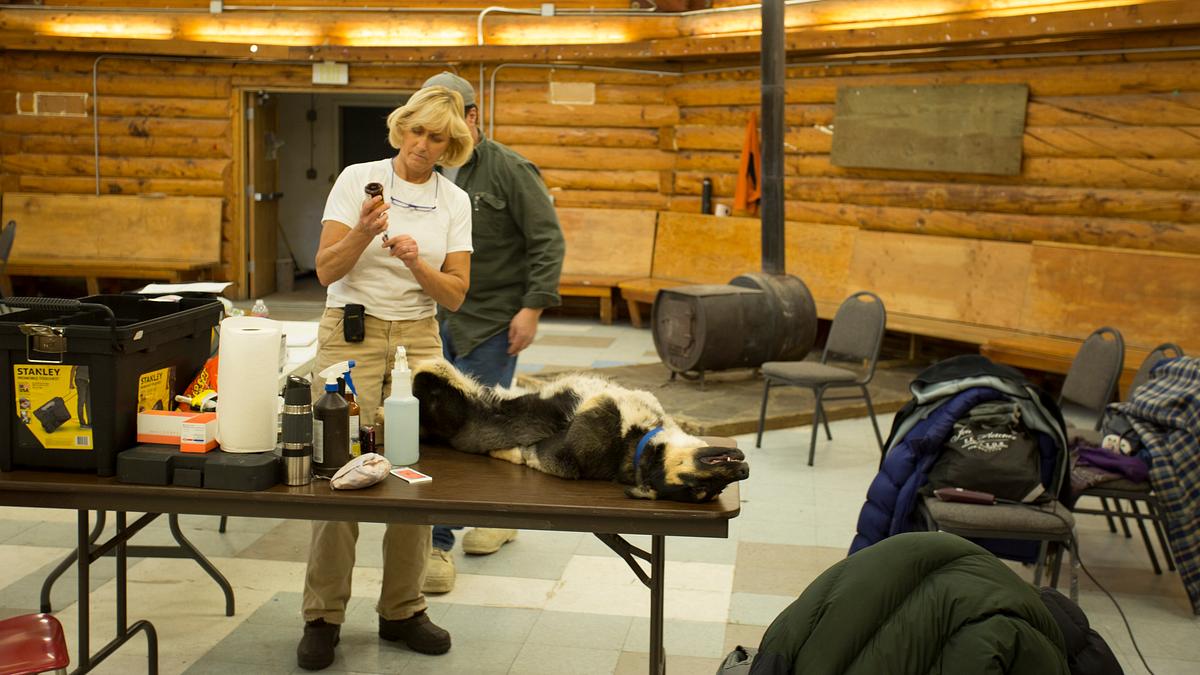 dr. dee: tierärztin in alaska