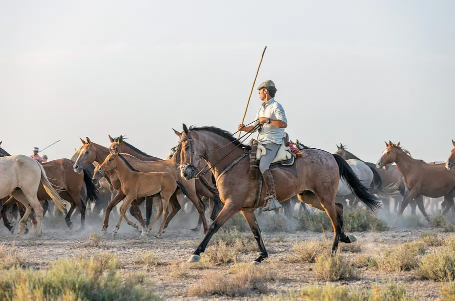 Die wilden Pferde der Doñana