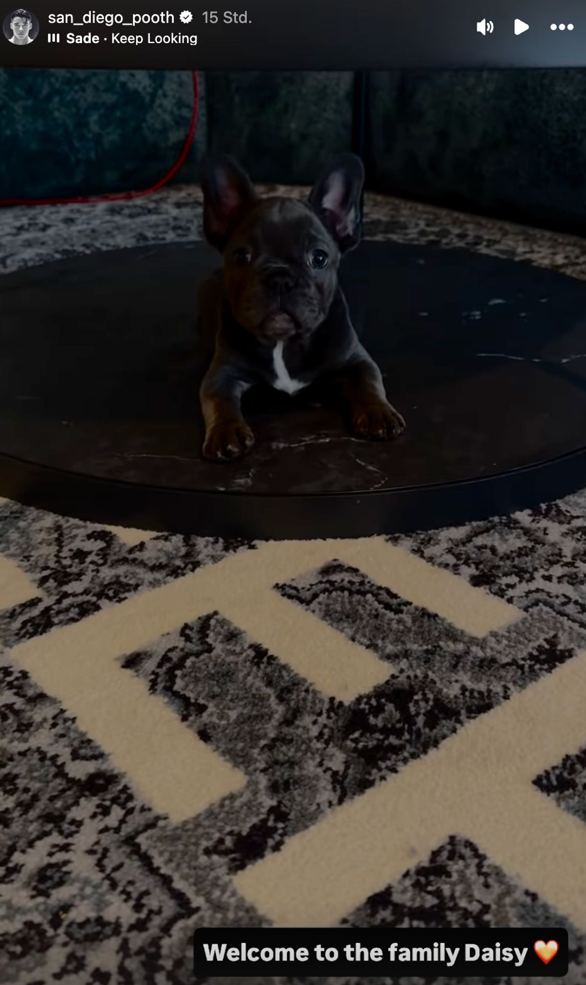 Diego Pooths neuer Hund daisy Diego Pooths neuer Hund daisy