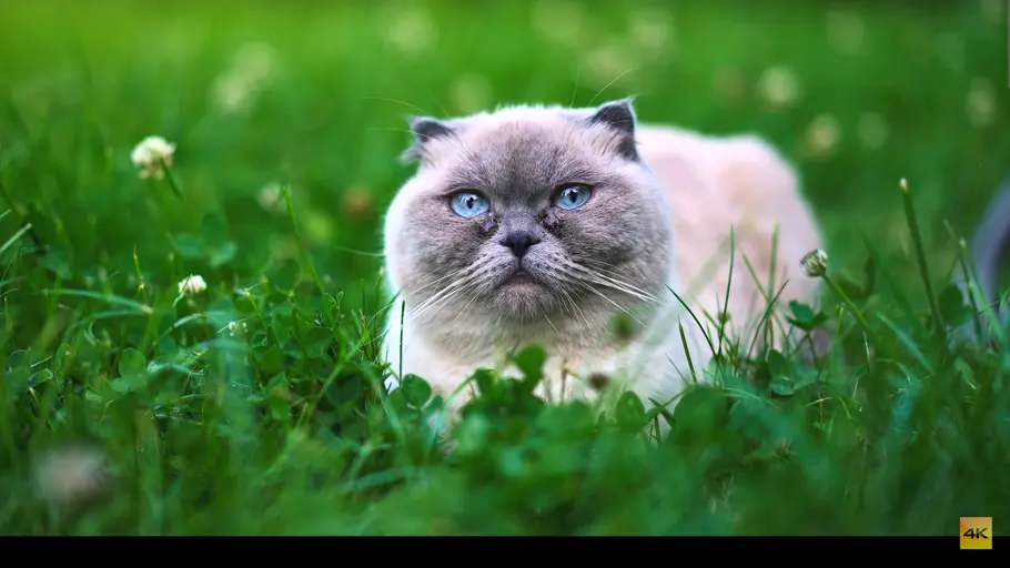Eine weiße Katze mit eisblauen Augen sitzt im Gras.