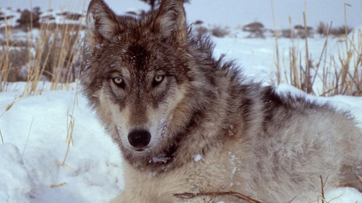 Yellowstone - Das Geheimnis der Wölfe Yellowstone - Das Geheimnis der Wölfe