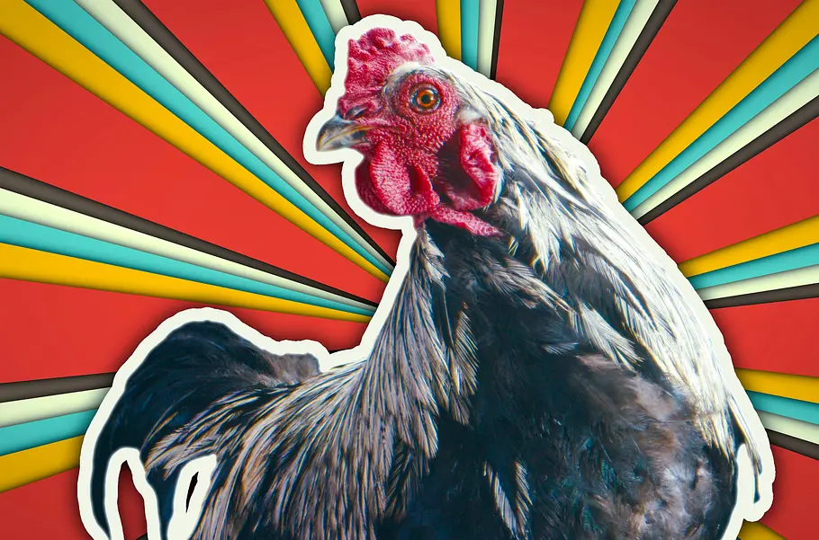 Dummes Huhn? Keineswegs!