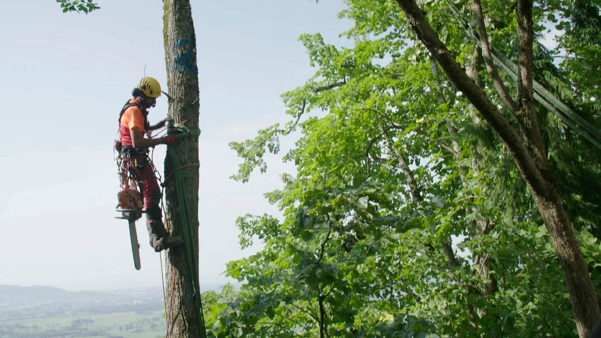 mit mut und motorsäge - baumkletterer im extrem-einsatz