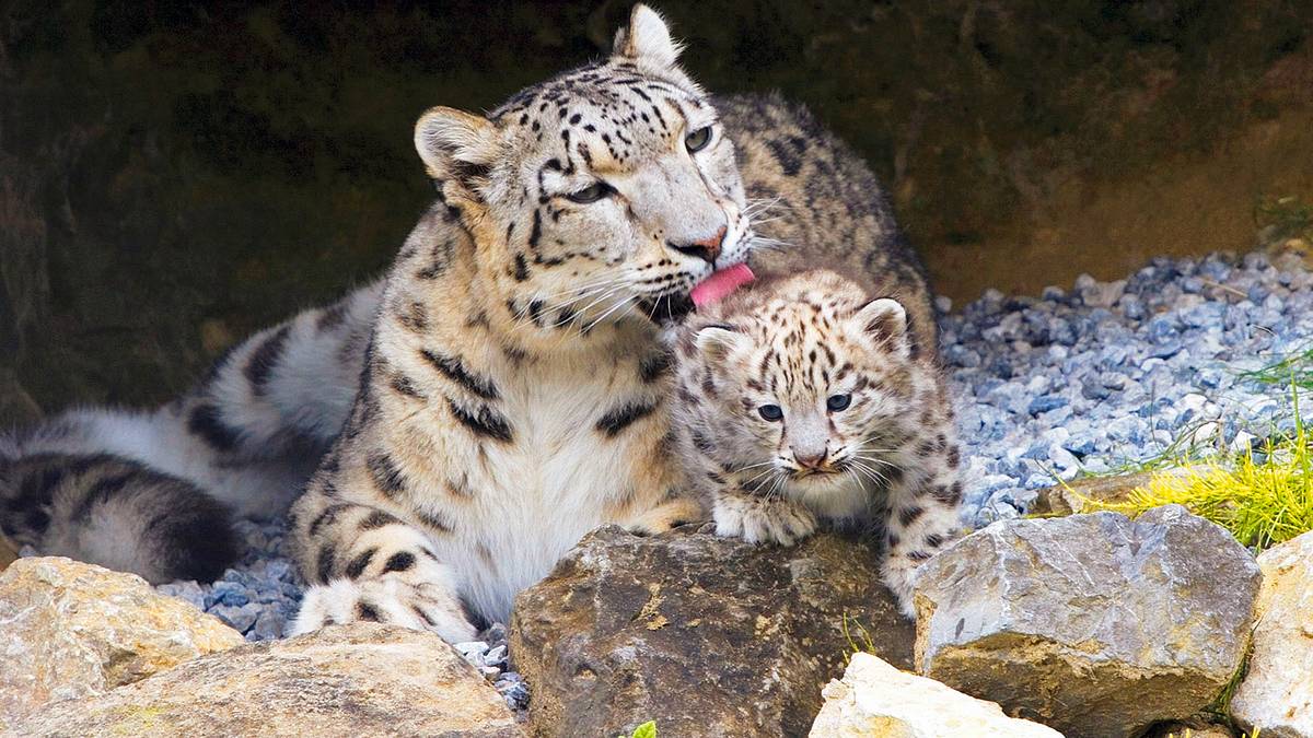 der globale zoo