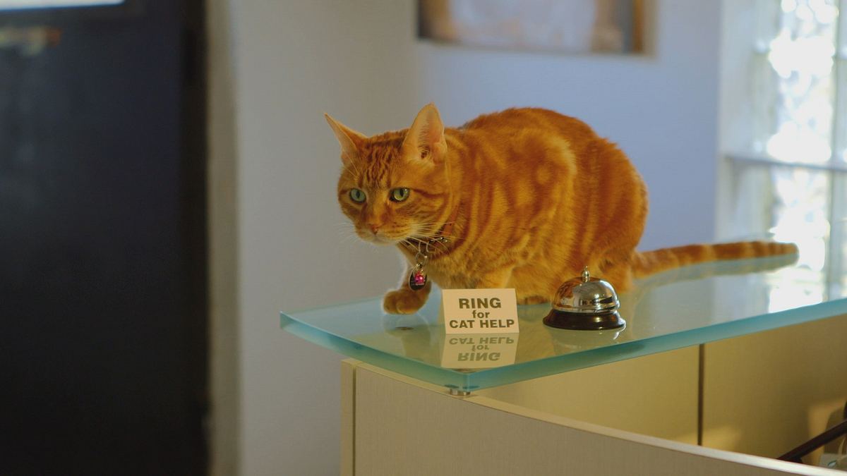 der katzenflüsterer
