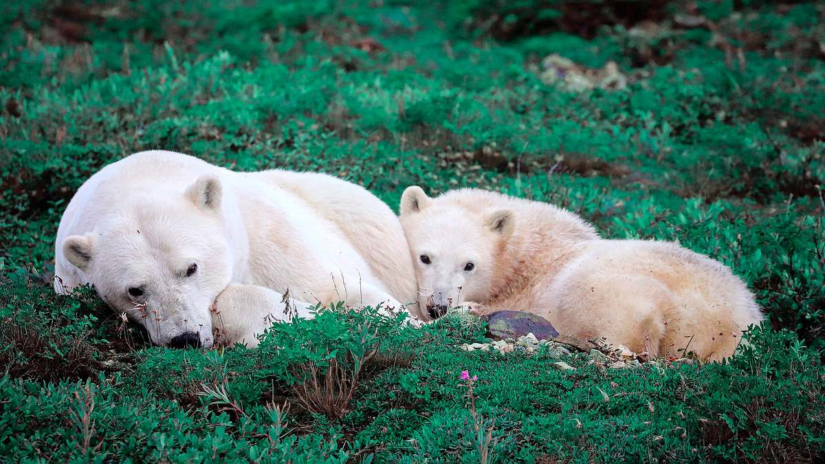 die reise der eisbären