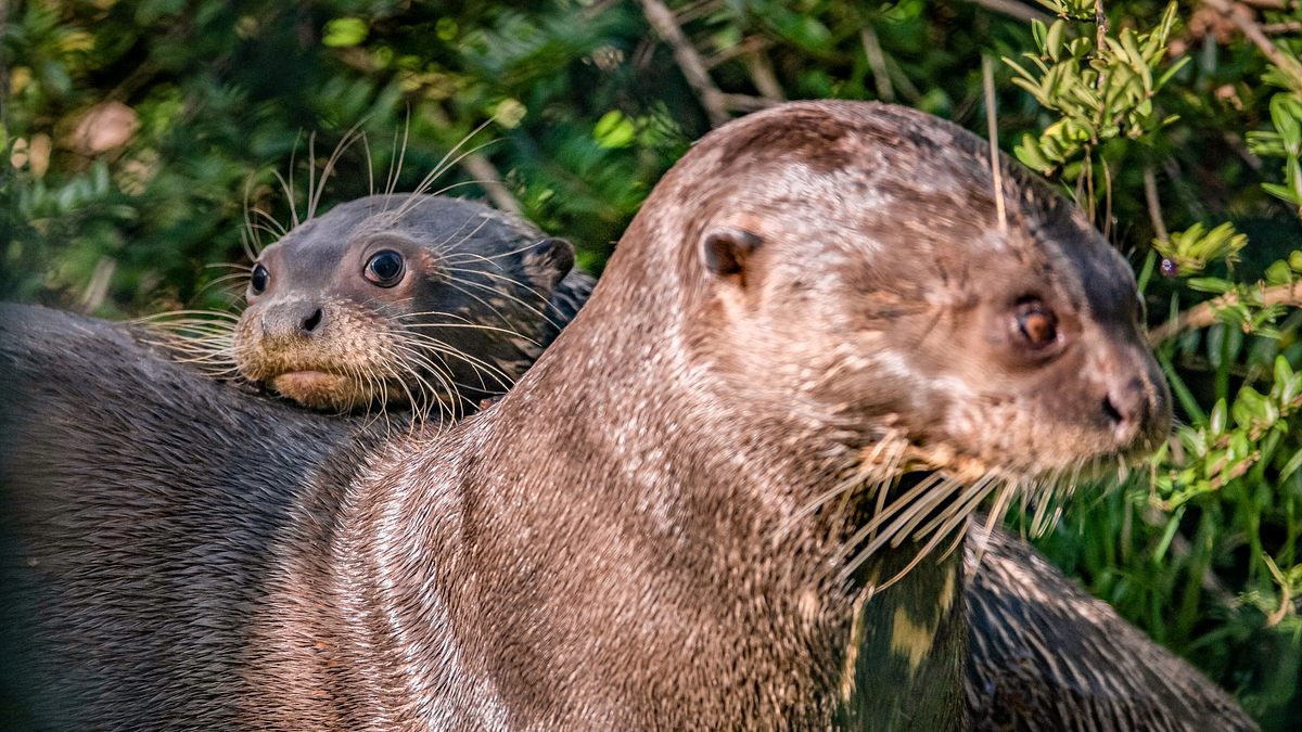 zoo und so - tierisch wild!
