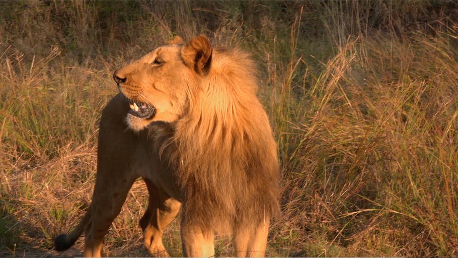 team wildlife südafrika