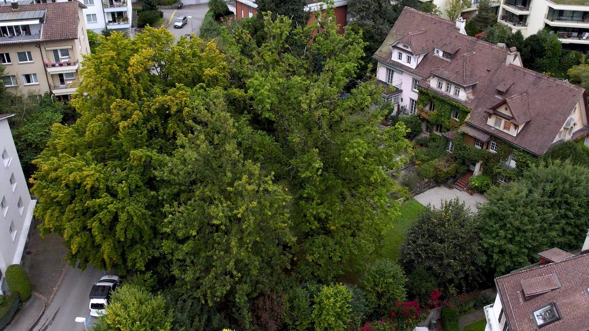die magische welt der bäume
