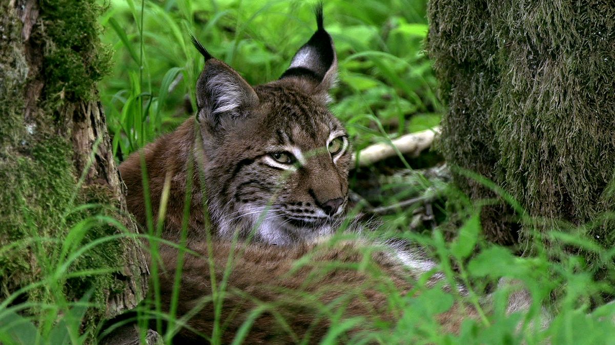 wildes land
