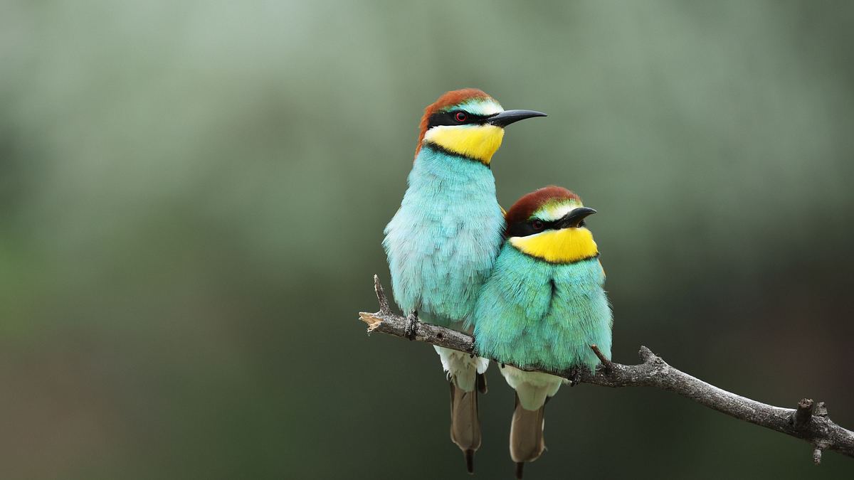 unglaubliche tierwanderungen