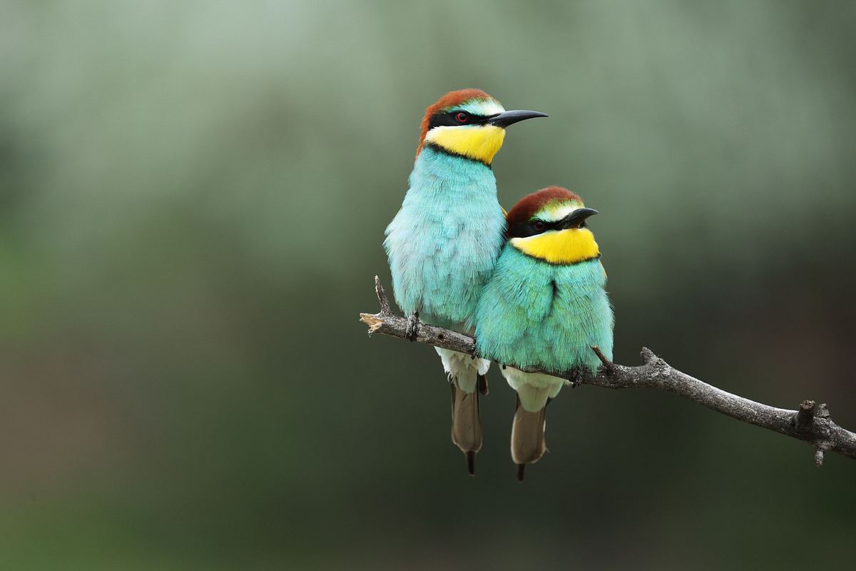 Unglaubliche Tierwanderungen unglaubliche tierwanderungen