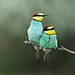 Unglaubliche Tierwanderungen Thumbnail