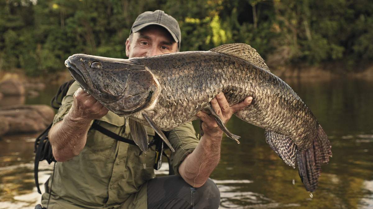 giganten unter wasser - riesenfischen auf der spur