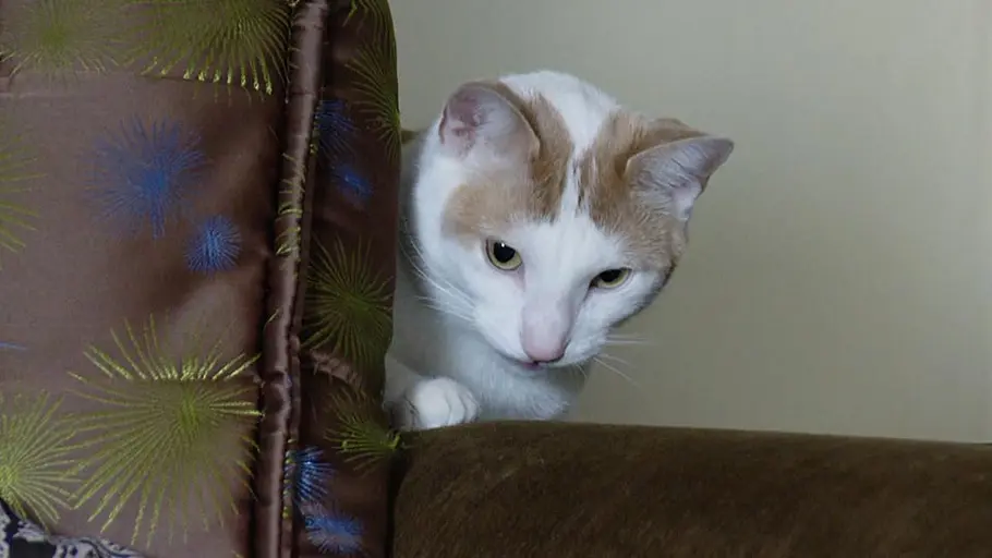 der katzenflüsterer