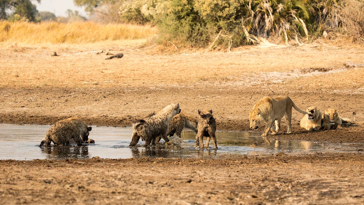 savage kingdom